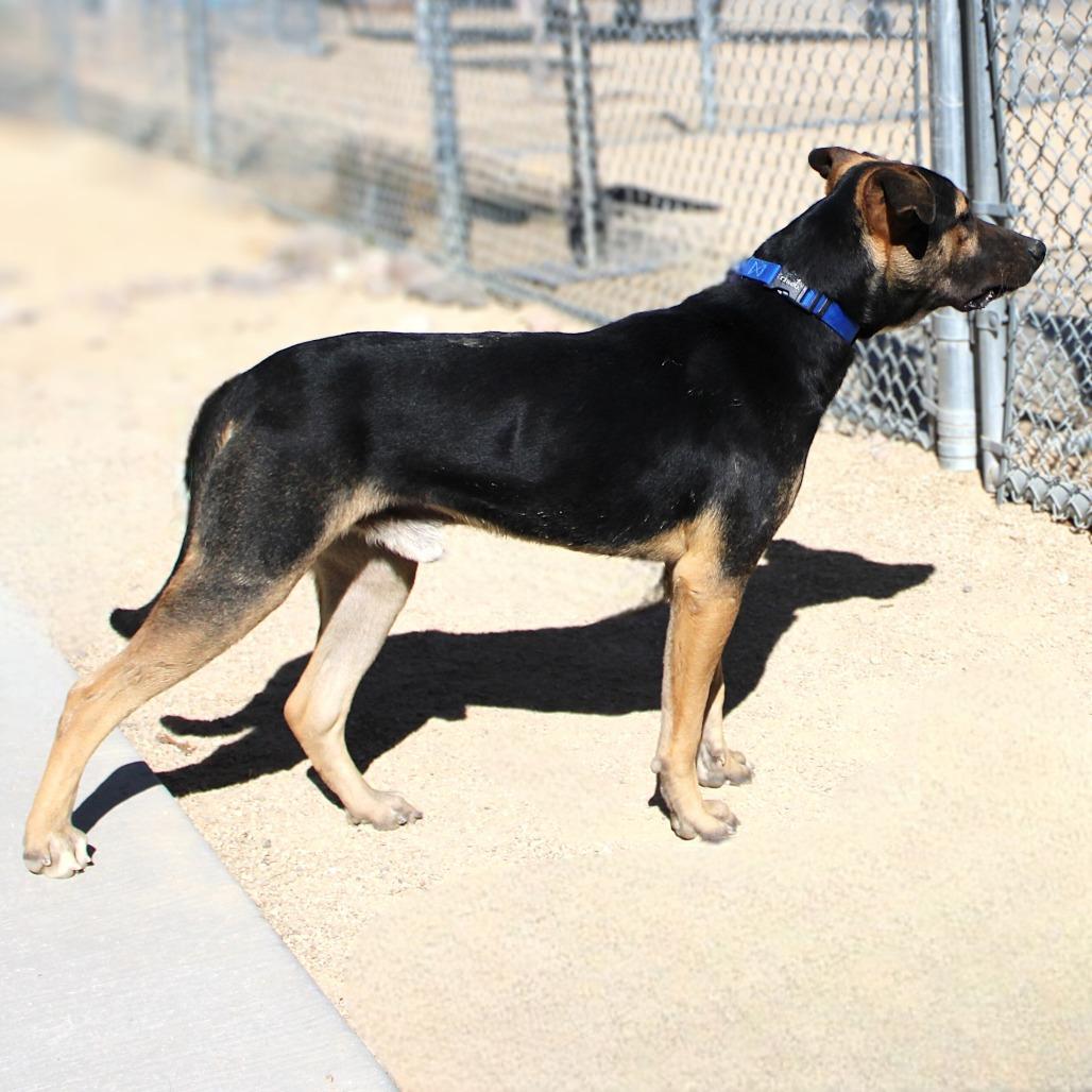 Buddy, a Adoptable Mixed Breed in Las Cruces, NM image 2/5