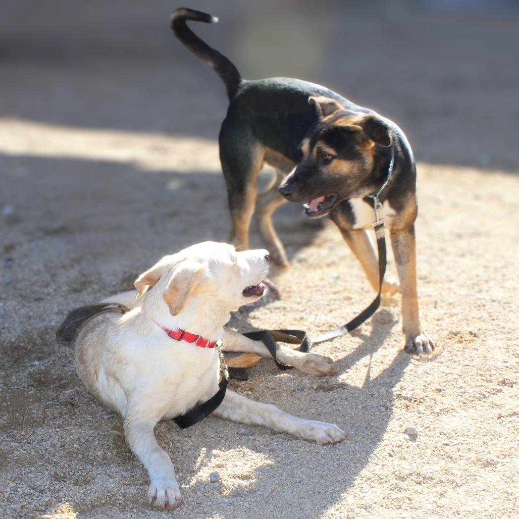 Buddy, a Adoptable Mixed Breed in Las Cruces, NM image 3/5