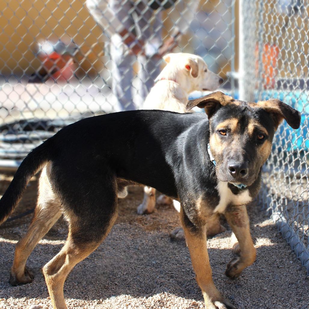 Buddy, a Adoptable Mixed Breed in Las Cruces, NM image 4/5