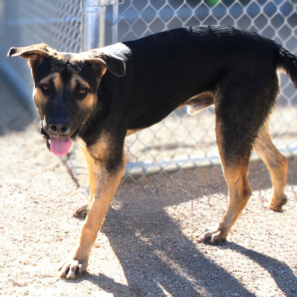 Buddy, a Adoptable Mixed Breed in Las Cruces, NM image 5/5