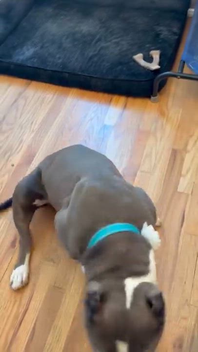 Enlarge Kit, a Adoptable American Bully in Sun Valley, CA video 5/6