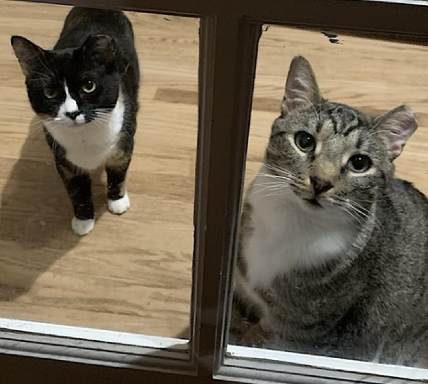 Poppa Bear — thumbnail 2