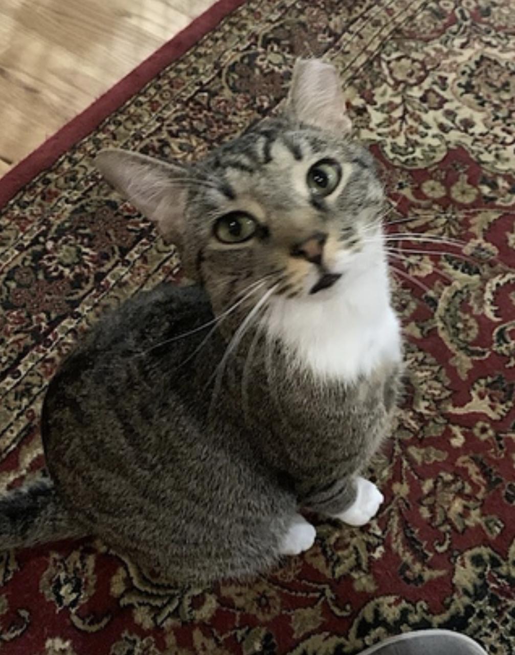 Poppa Bear — thumbnail 4