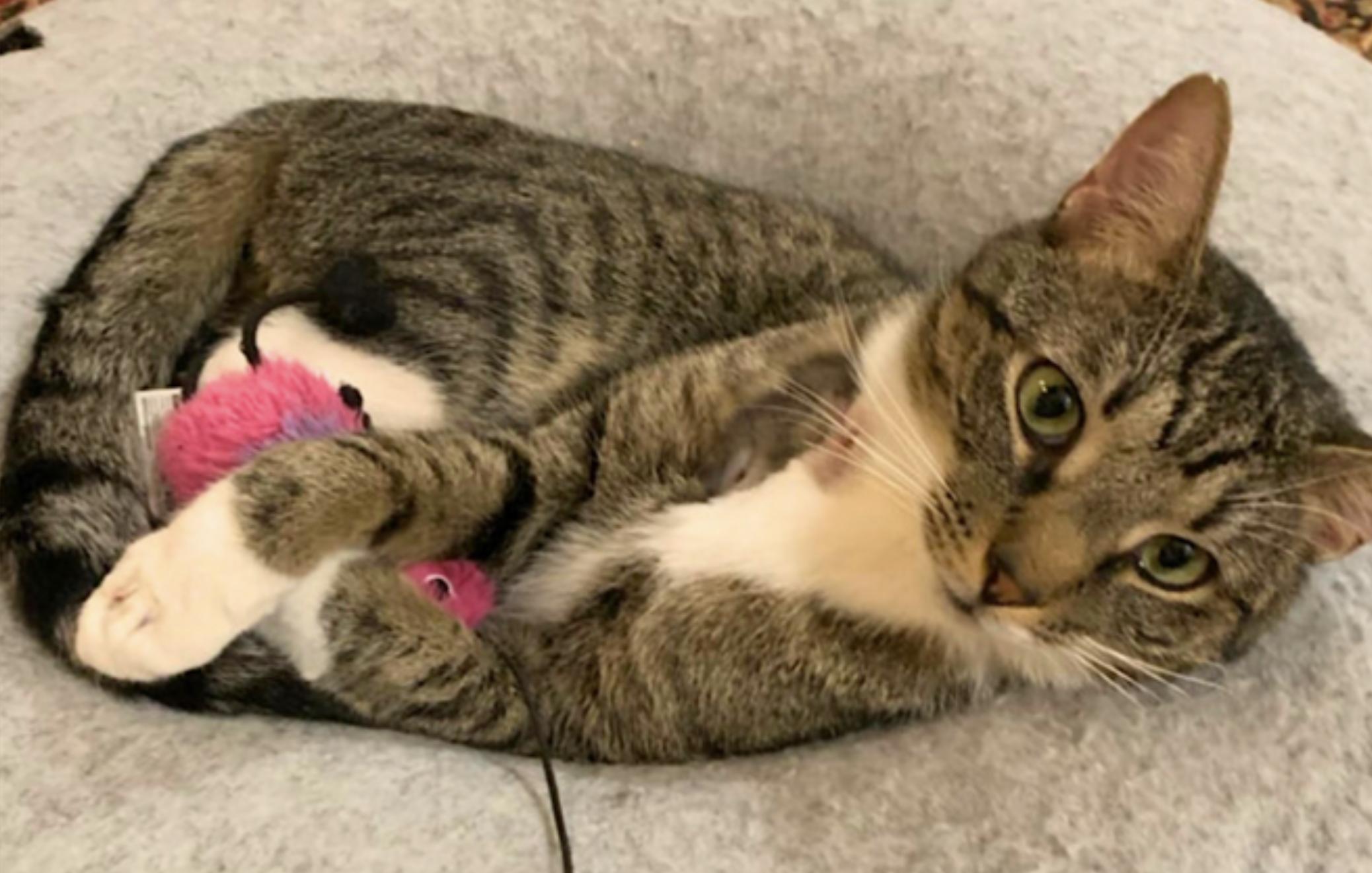 Poppa Bear — thumbnail 5