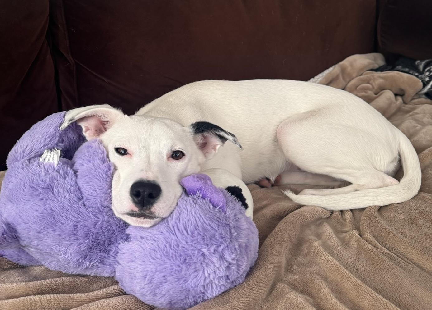 Enlarge Iliana, a Adoptable mixed breed in Brooklyn, NY image 2/6