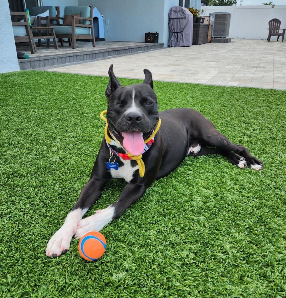 Enlarge Noel, a Adoptable mixed breed in Seminole, FL image 1/6