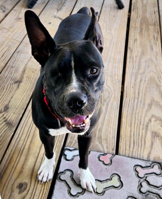 Enlarge Noel, a Adoptable mixed breed in Seminole, FL image 2/6