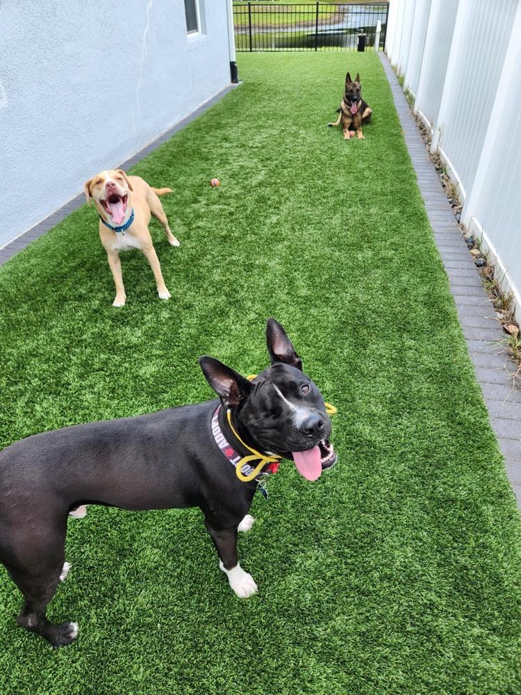 Enlarge Noel, a Adoptable mixed breed in Seminole, FL image 3/6