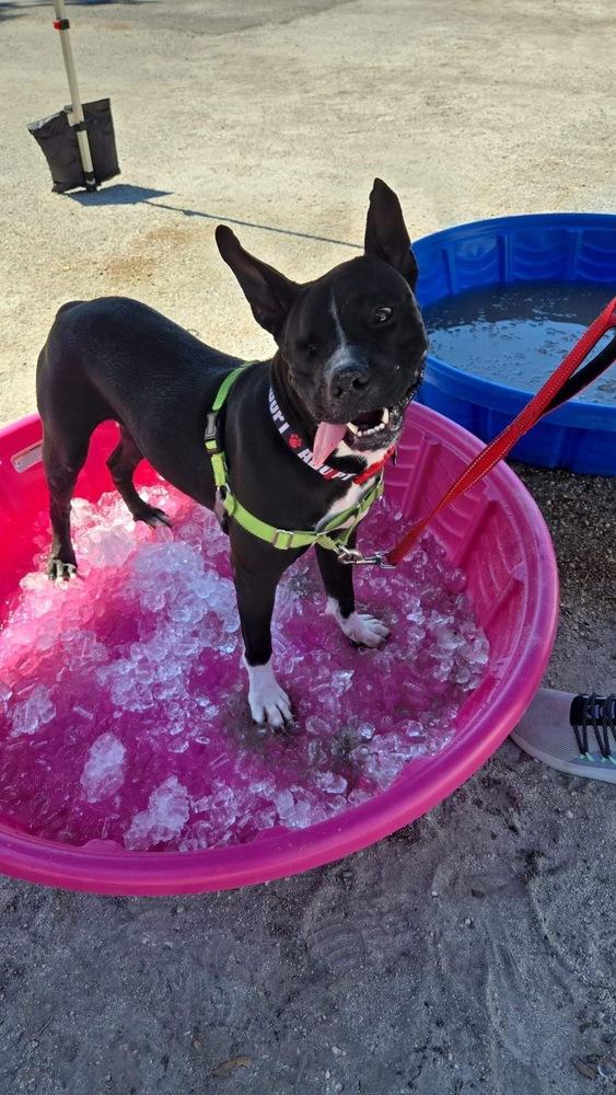 Enlarge Noel, a Adoptable mixed breed in Seminole, FL image 4/6