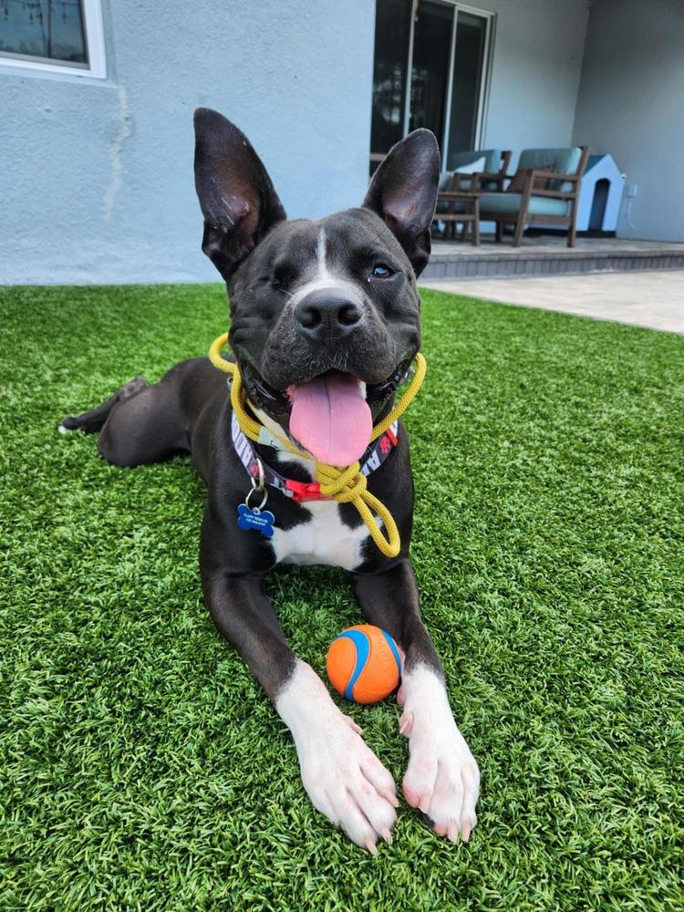 Enlarge Noel, a Adoptable mixed breed in Seminole, FL image 5/6