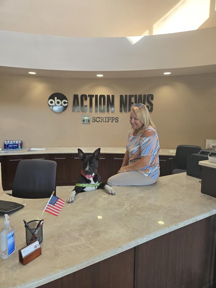 Enlarge Noel, a Adoptable mixed breed in Seminole, FL image 6/6