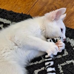 Enlarge Steve, a Adopted Domestic Short Hair in Lenhartsville, PA image 2/6