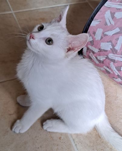 Steve, Adopted, Kitten Male Domestic Short Hair.