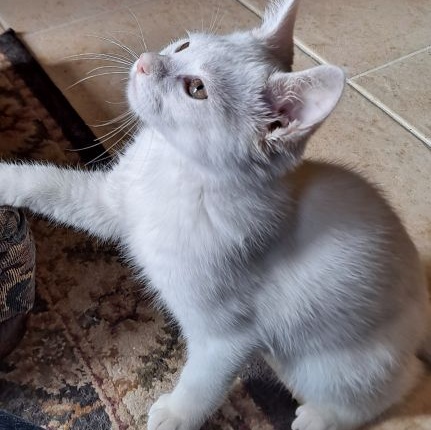 Enlarge Steve, a Adopted Domestic Short Hair in Lenhartsville, PA image 3/6