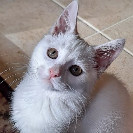 Enlarge Steve, a Adopted Domestic Short Hair in Lenhartsville, PA image 4/6