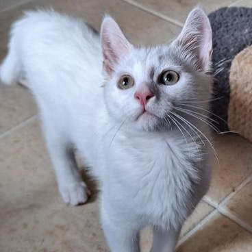 Enlarge Steve, a Adopted Domestic Short Hair in Lenhartsville, PA image 5/6