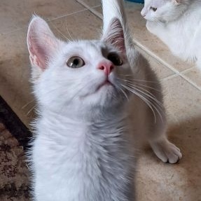 Enlarge Steve, a Adopted Domestic Short Hair in Lenhartsville, PA image 6/6