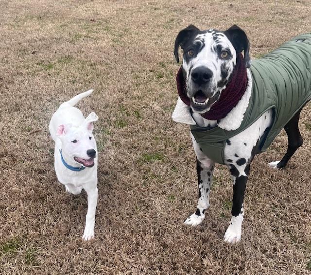 Lilly, Adopted, Puppy Female Pit Bull Terrier & Labrador Retriever.