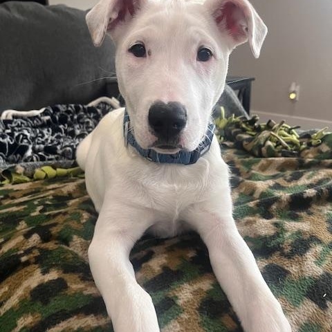 Lilly, a Adopted mixed breed in Paron, AR image 4/4