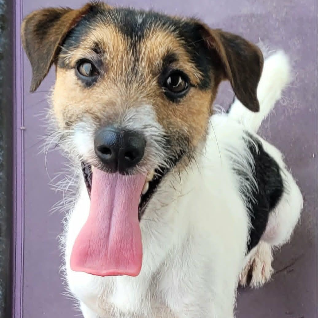 Sonic, Playful Puppy Boy, ADOPTABLE, Puppy Male Jack Russell Terrier.