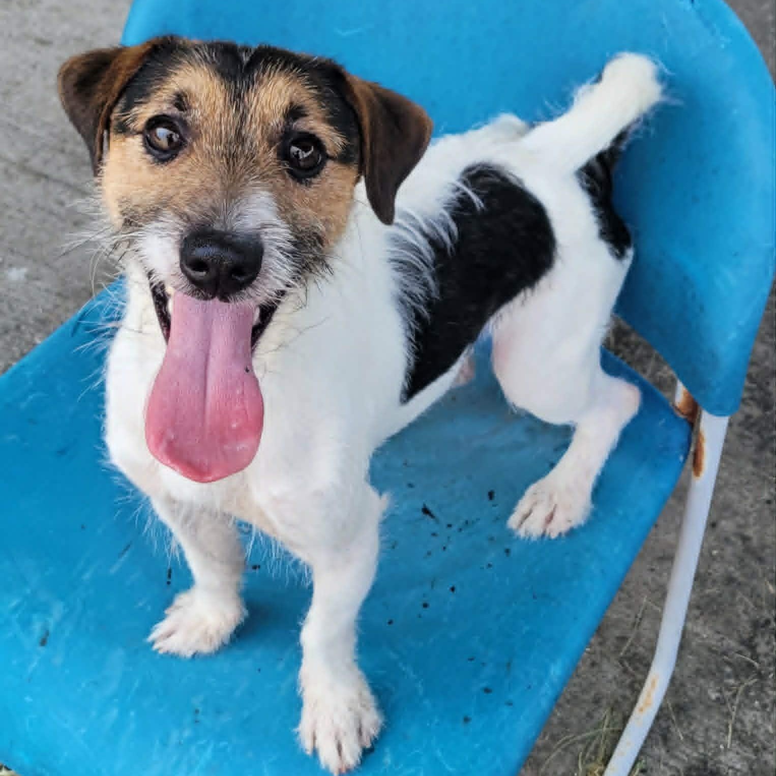 Sonic, Playful Puppy Boy, a ADOPTABLE Jack Russell Terrier in Meriden, CT image 3/6