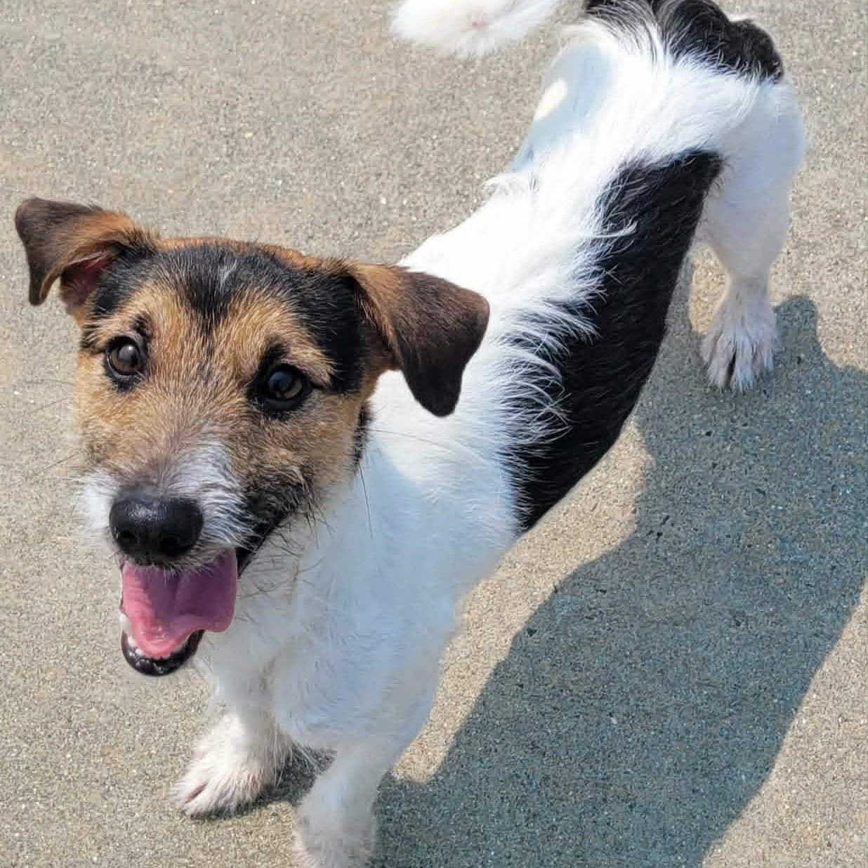 Sonic, Playful Puppy Boy, a ADOPTABLE Jack Russell Terrier in Meriden, CT image 4/6
