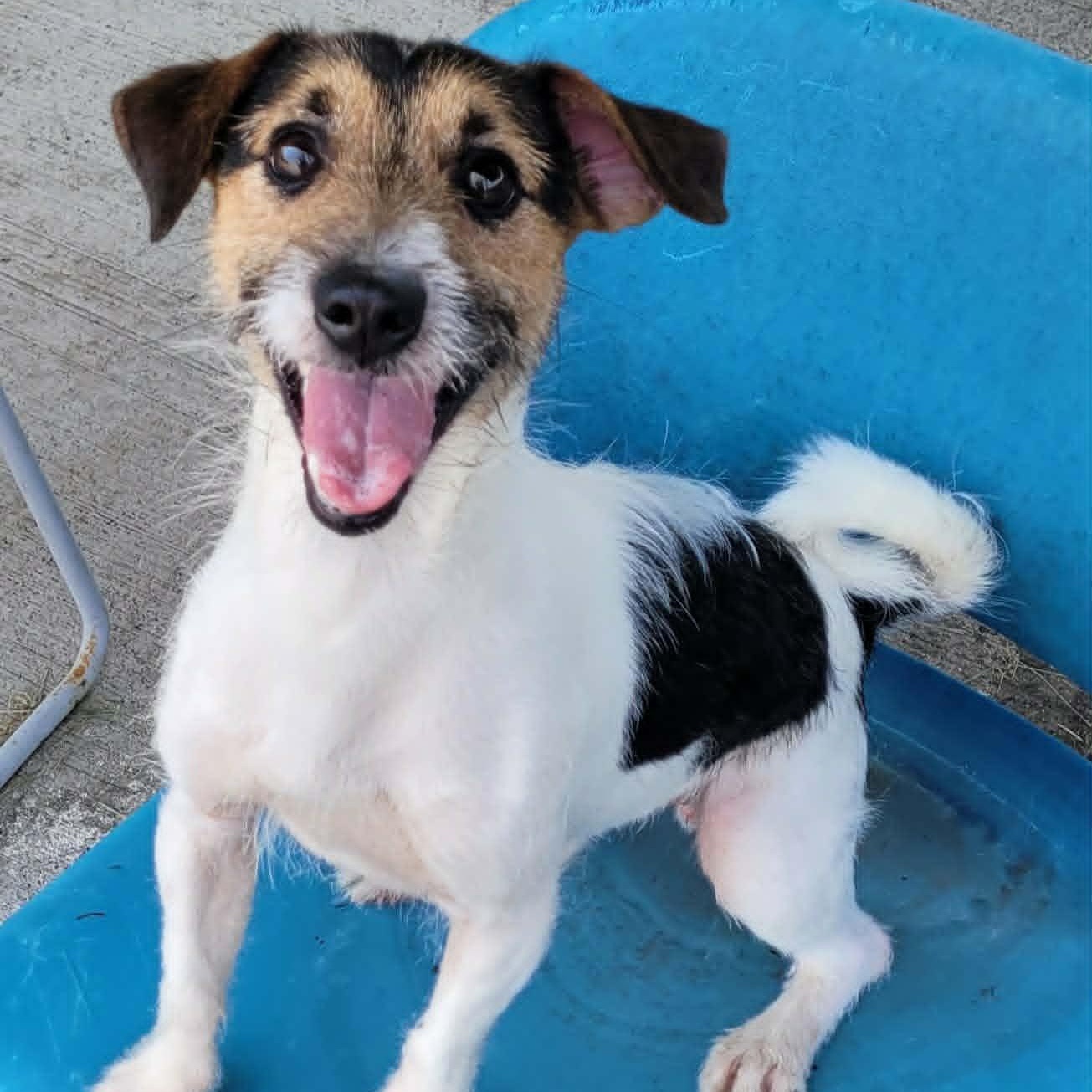 Sonic, Playful Puppy Boy, a ADOPTABLE Jack Russell Terrier in Meriden, CT image 2/6