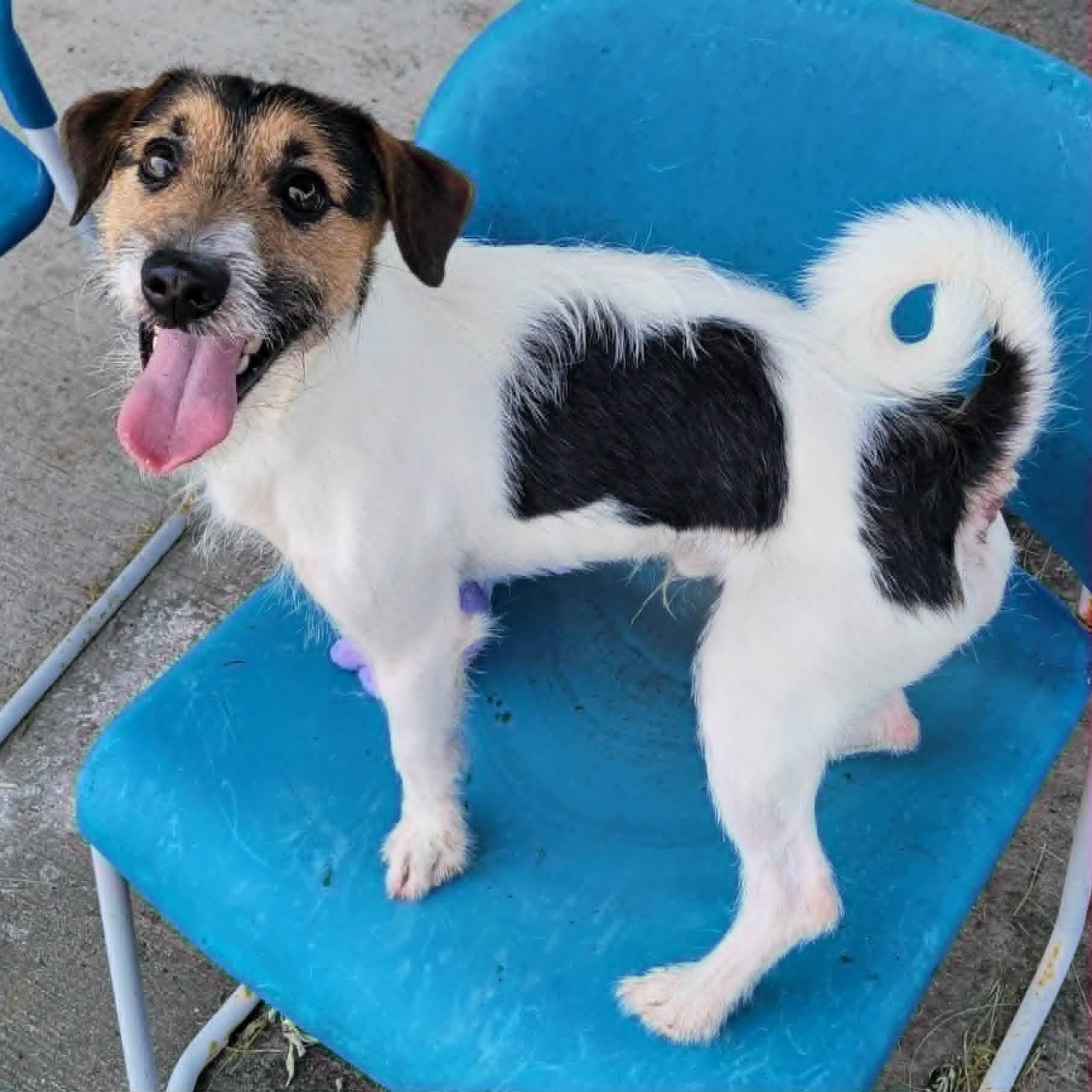 Sonic, Playful Puppy Boy, a ADOPTABLE Jack Russell Terrier in Meriden, CT image 5/6