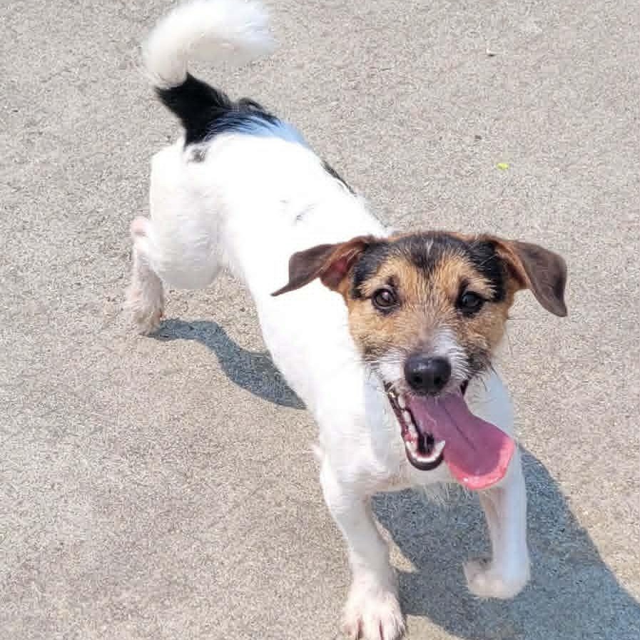Sonic, Playful Puppy Boy, a ADOPTABLE Jack Russell Terrier in Meriden, CT image 6/6
