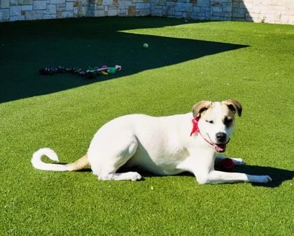 Sasha, a Adoptable mixed breed in North Richland Hills, TX image 1/3