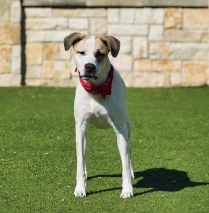 Sasha, a Adoptable mixed breed in North Richland Hills, TX image 2/3