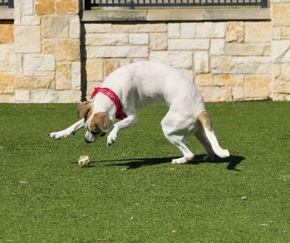 Sasha, a Adoptable mixed breed in North Richland Hills, TX image 3/3