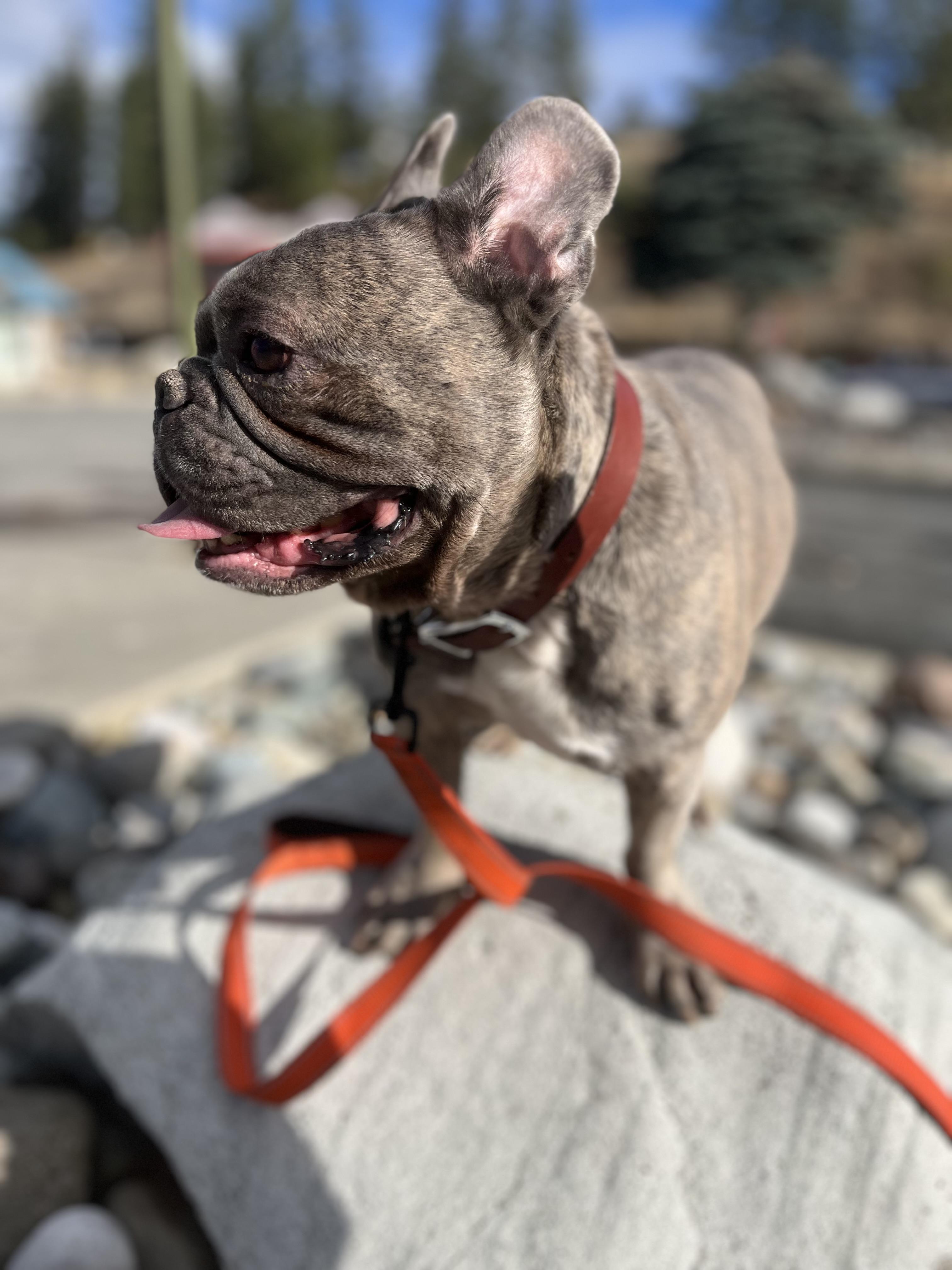 Enlarge Henry and Luna, a ADOPTABLE French Bulldog in HEMET, CA image 1/6