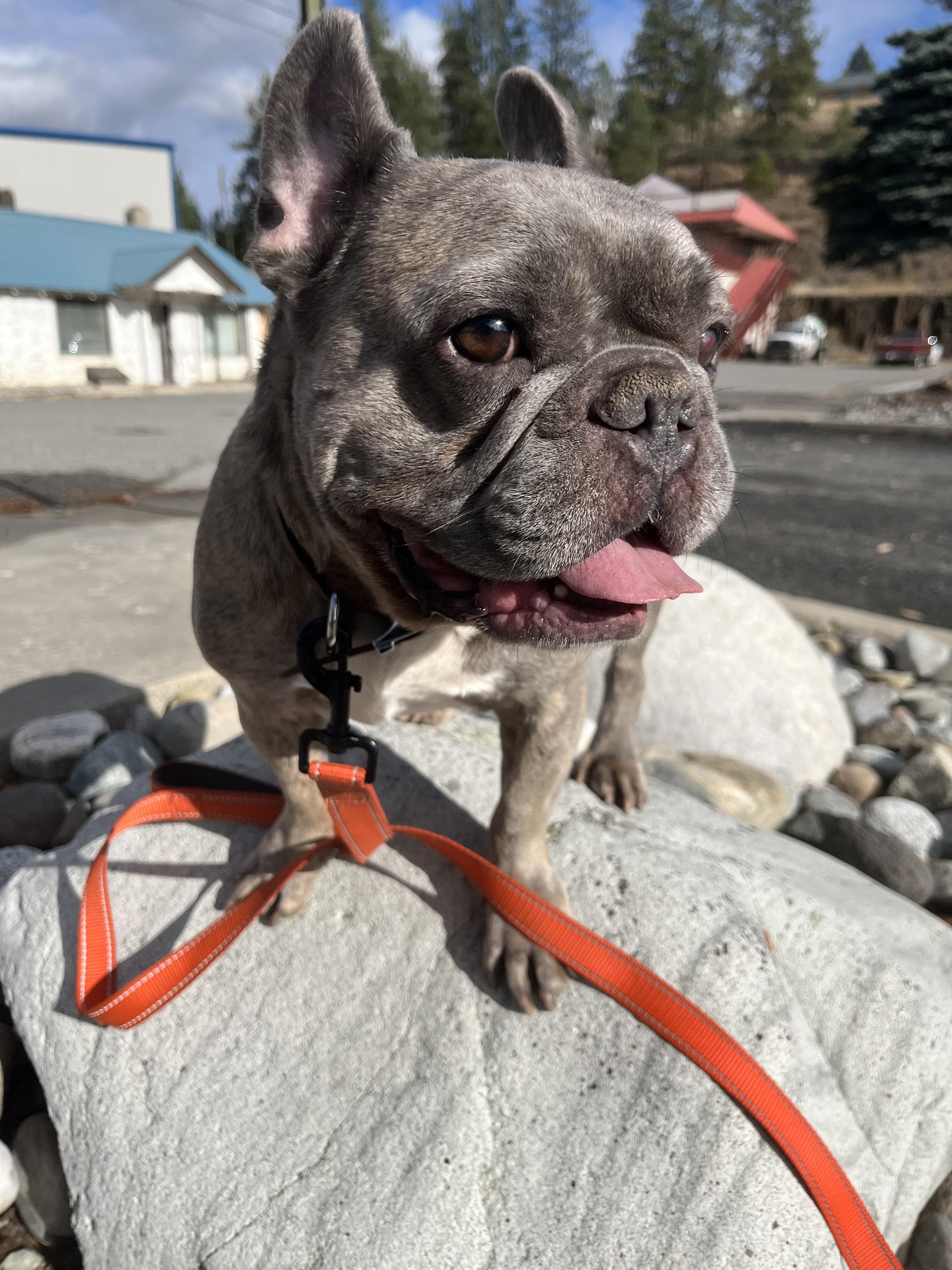 Enlarge Henry and Luna, a ADOPTABLE French Bulldog in HEMET, CA image 5/6