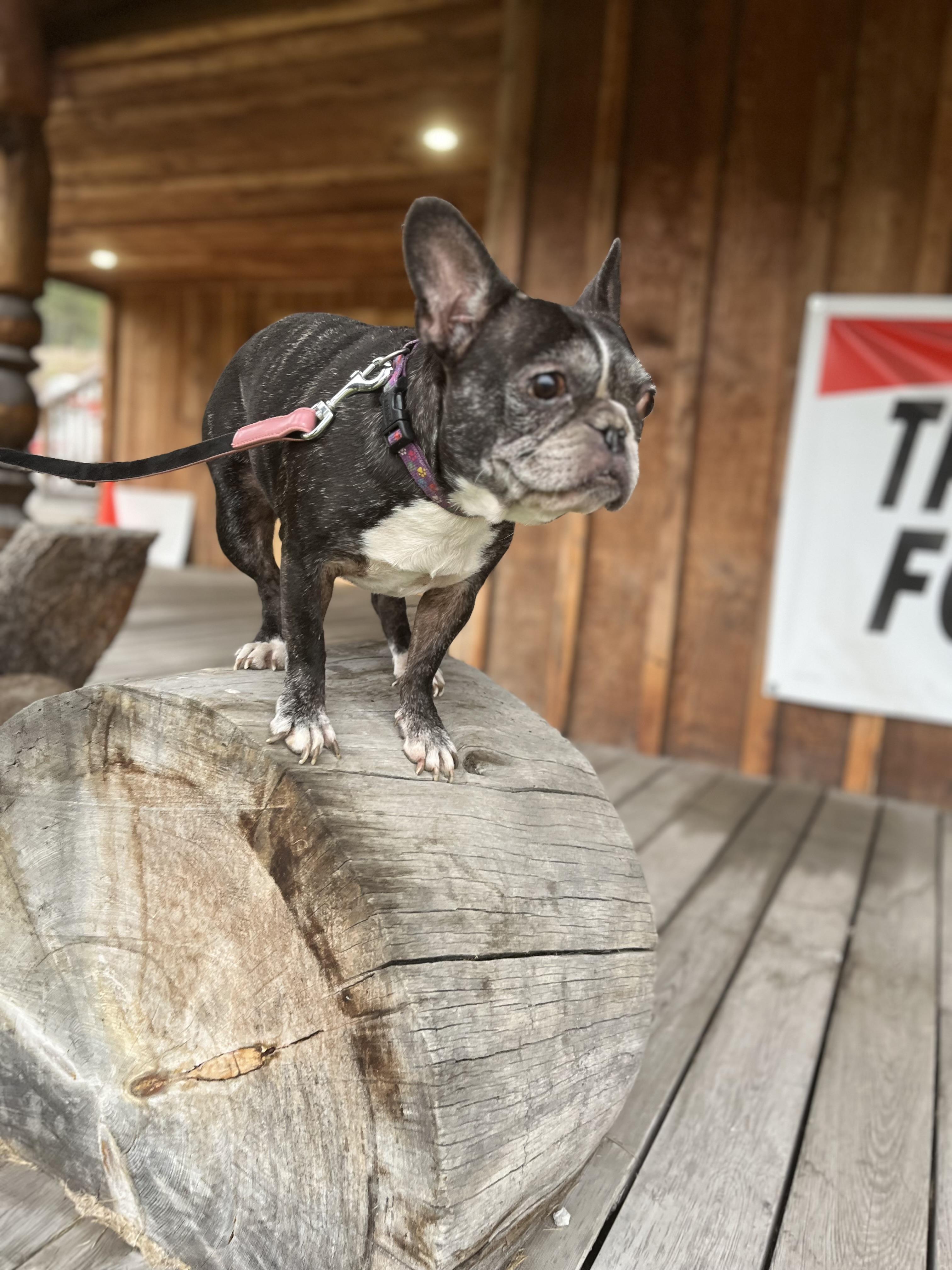 Enlarge Henry and Luna, a ADOPTABLE French Bulldog in HEMET, CA image 4/6