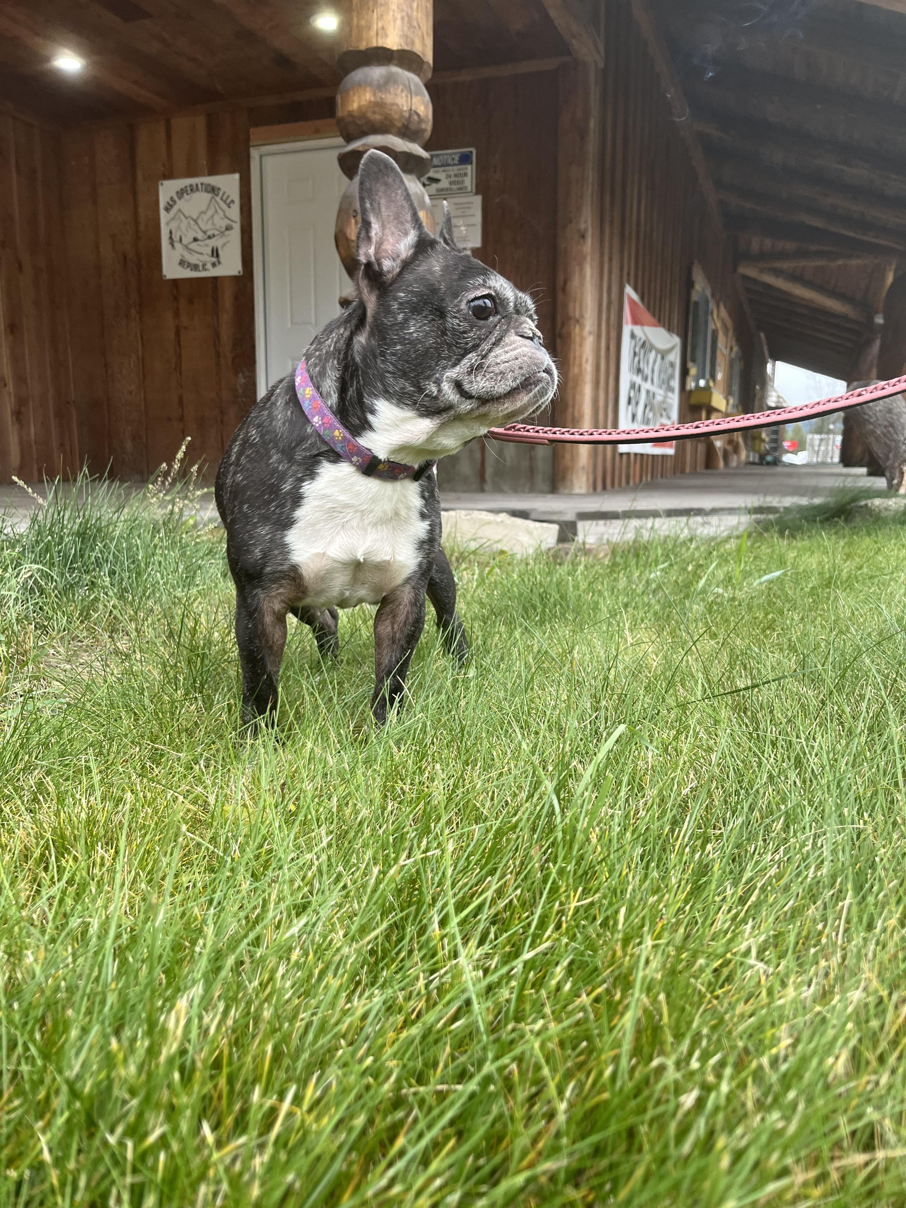 Enlarge Henry and Luna, a ADOPTABLE French Bulldog in HEMET, CA image 2/6