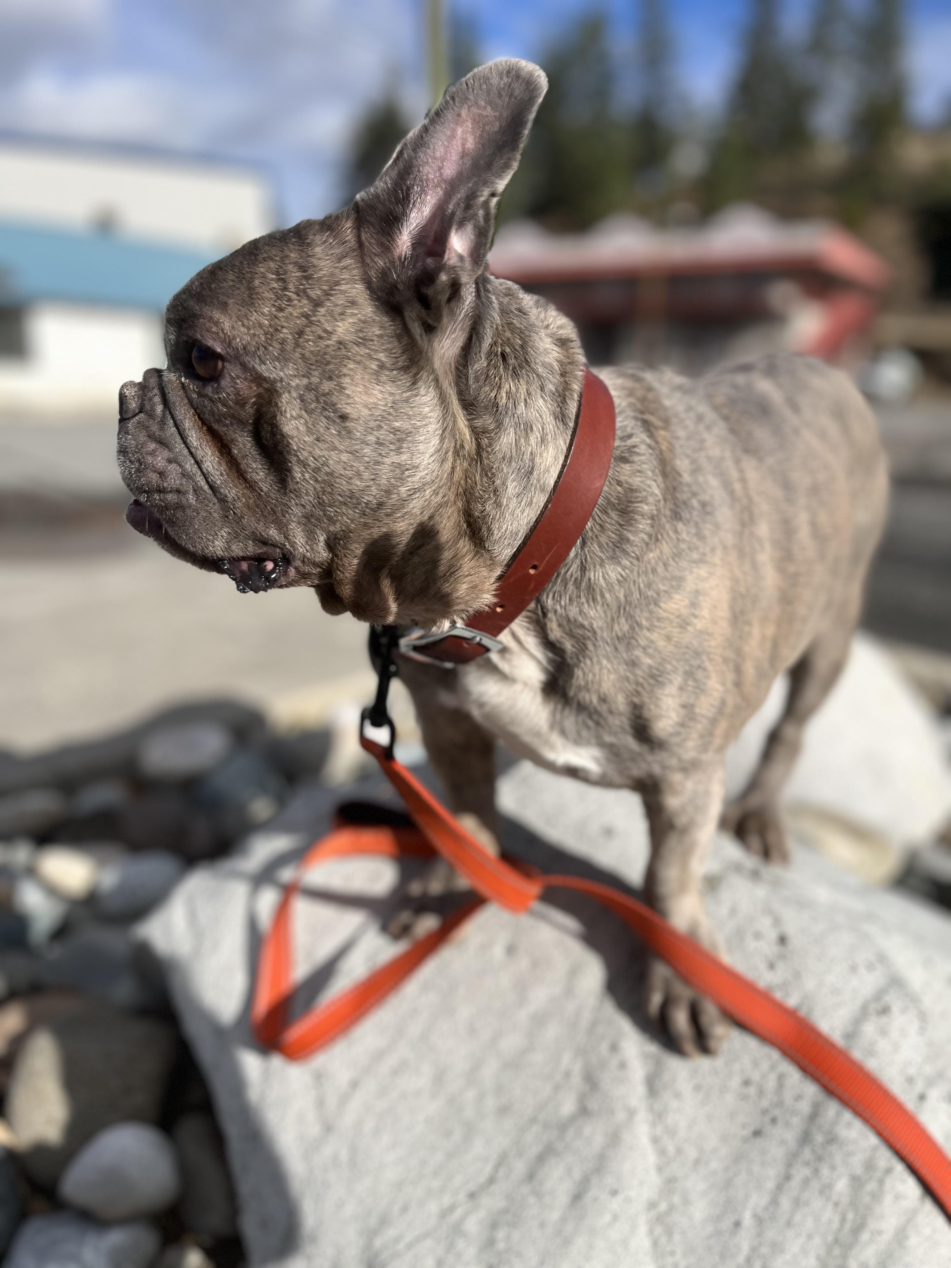 Enlarge Henry and Luna, a ADOPTABLE French Bulldog in HEMET, CA image 3/6