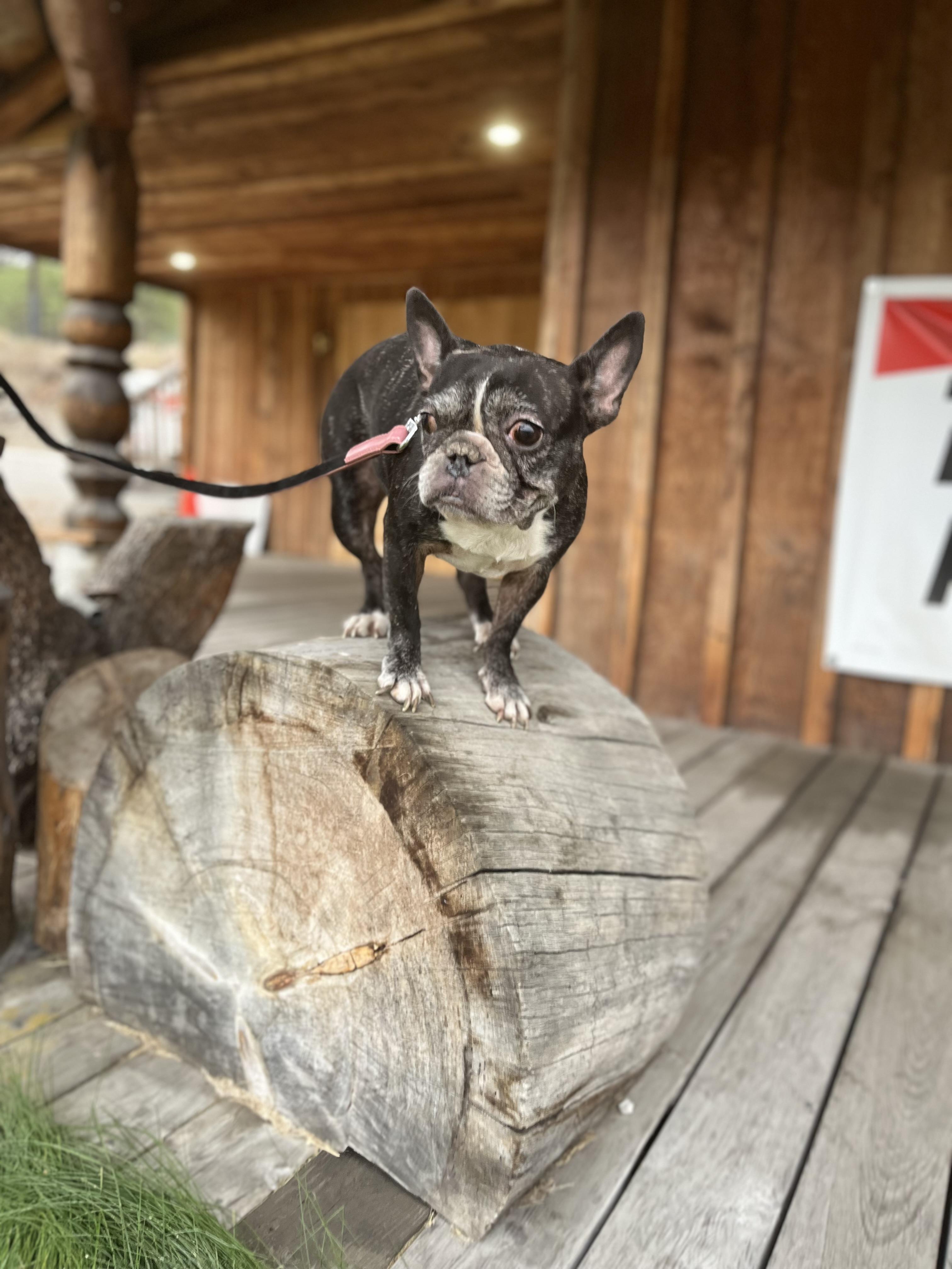 Enlarge Henry and Luna, a ADOPTABLE French Bulldog in HEMET, CA image 6/6