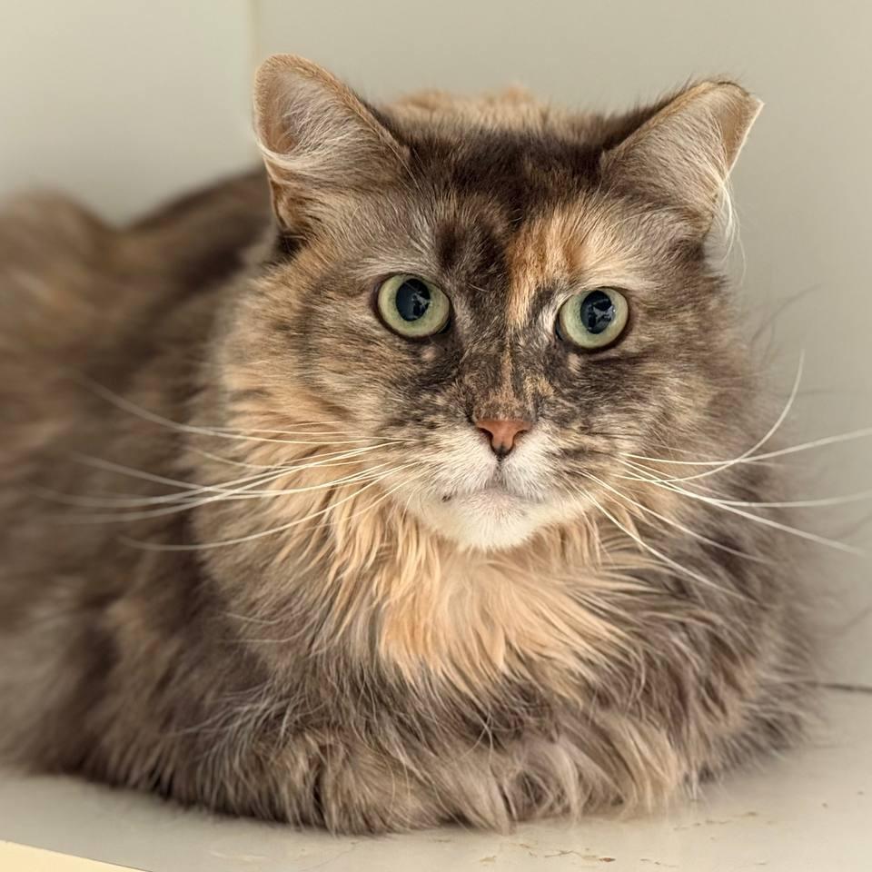 Enlarge Lola, a Adoptable Domestic Long Hair in Wantagh, NY image 1/3