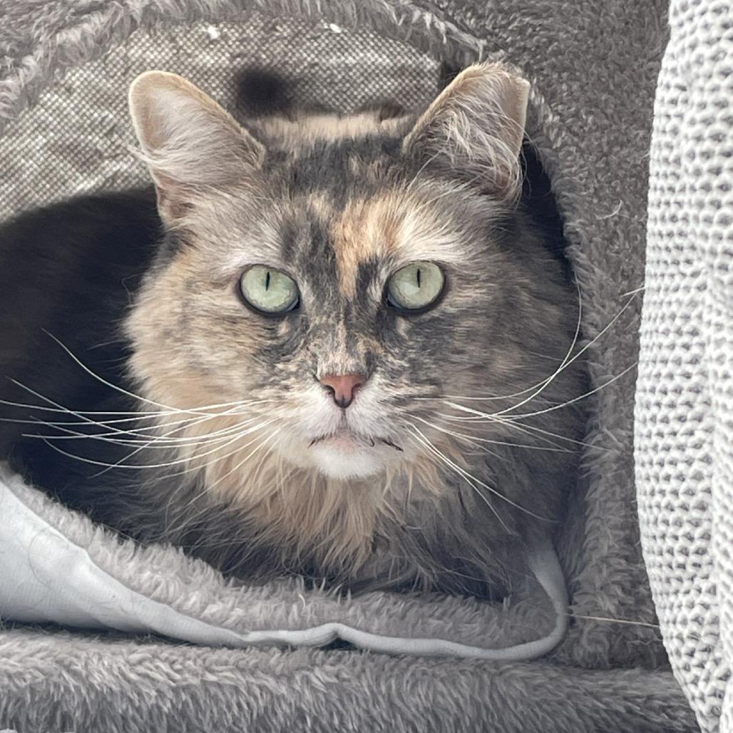 Enlarge Lola, a Adoptable Domestic Long Hair in Wantagh, NY image 3/3