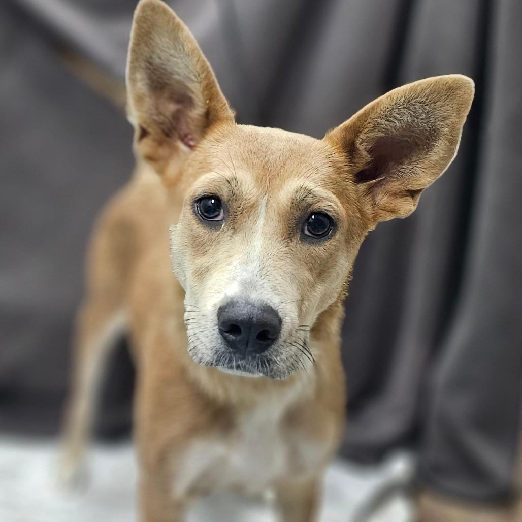 Sadie, Adoptable, Young Female Mixed Breed.