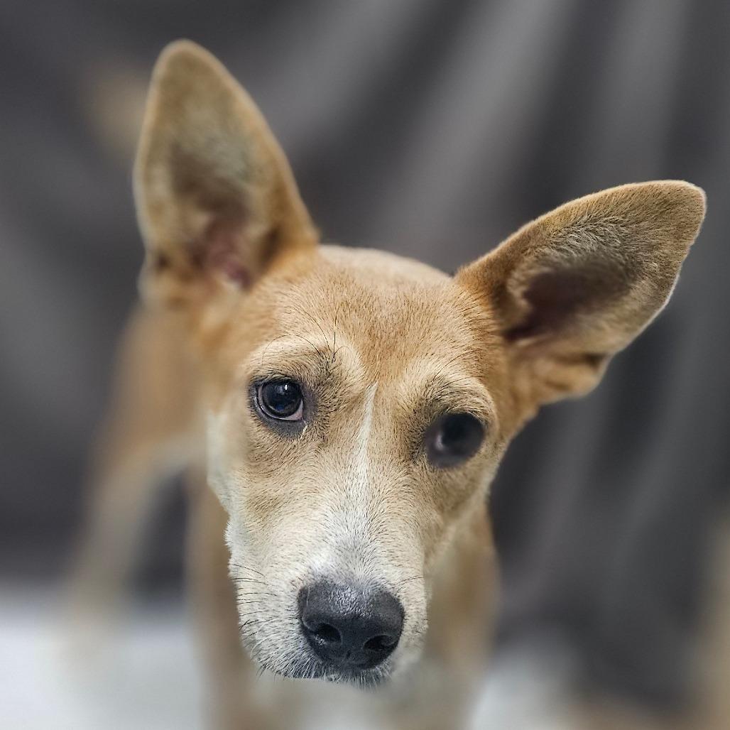 Enlarge Sadie, a Adoptable Mixed Breed in Cleveland, TX image 3/3