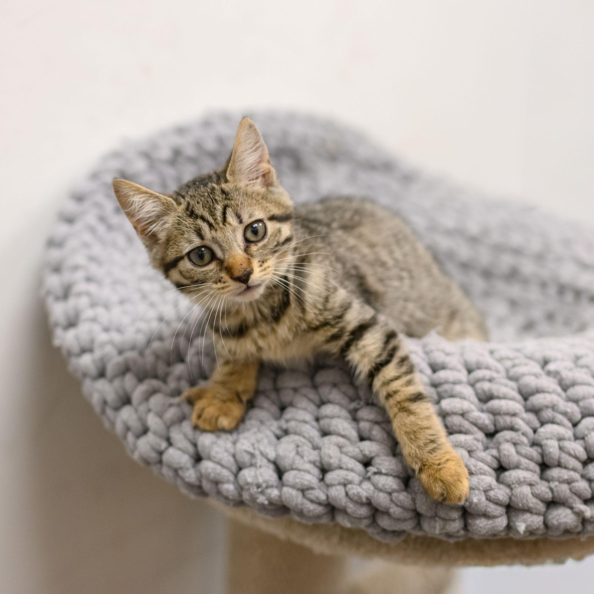 Enlarge SIMON, an adopted Tabby in Hamilton, NJ image 1/6