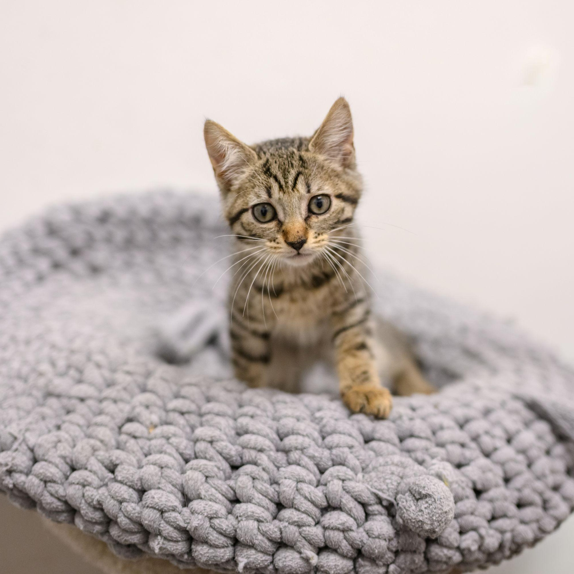 Enlarge SIMON, an adopted Tabby in Hamilton, NJ image 2/6