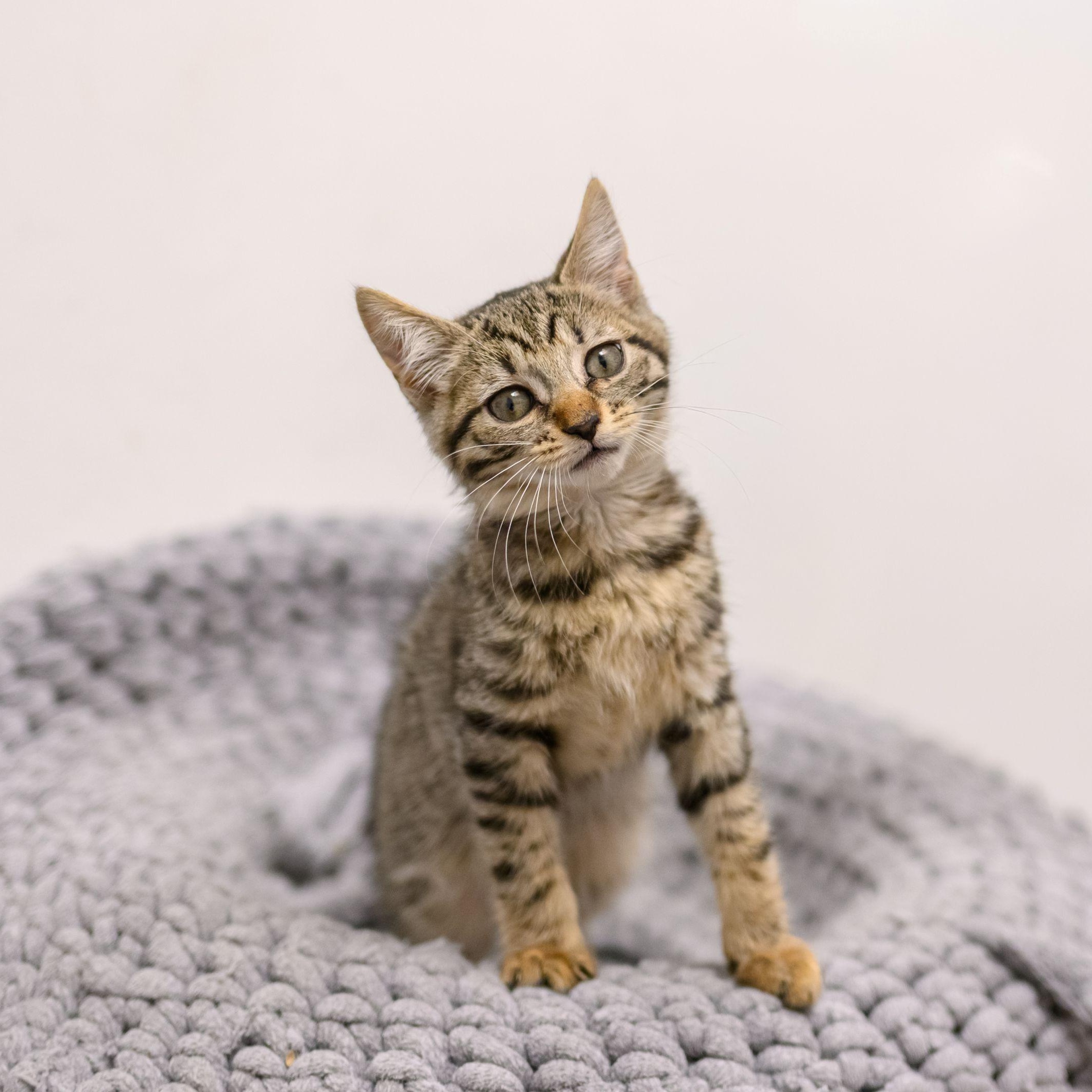 Enlarge SIMON, an adopted Tabby in Hamilton, NJ image 6/6