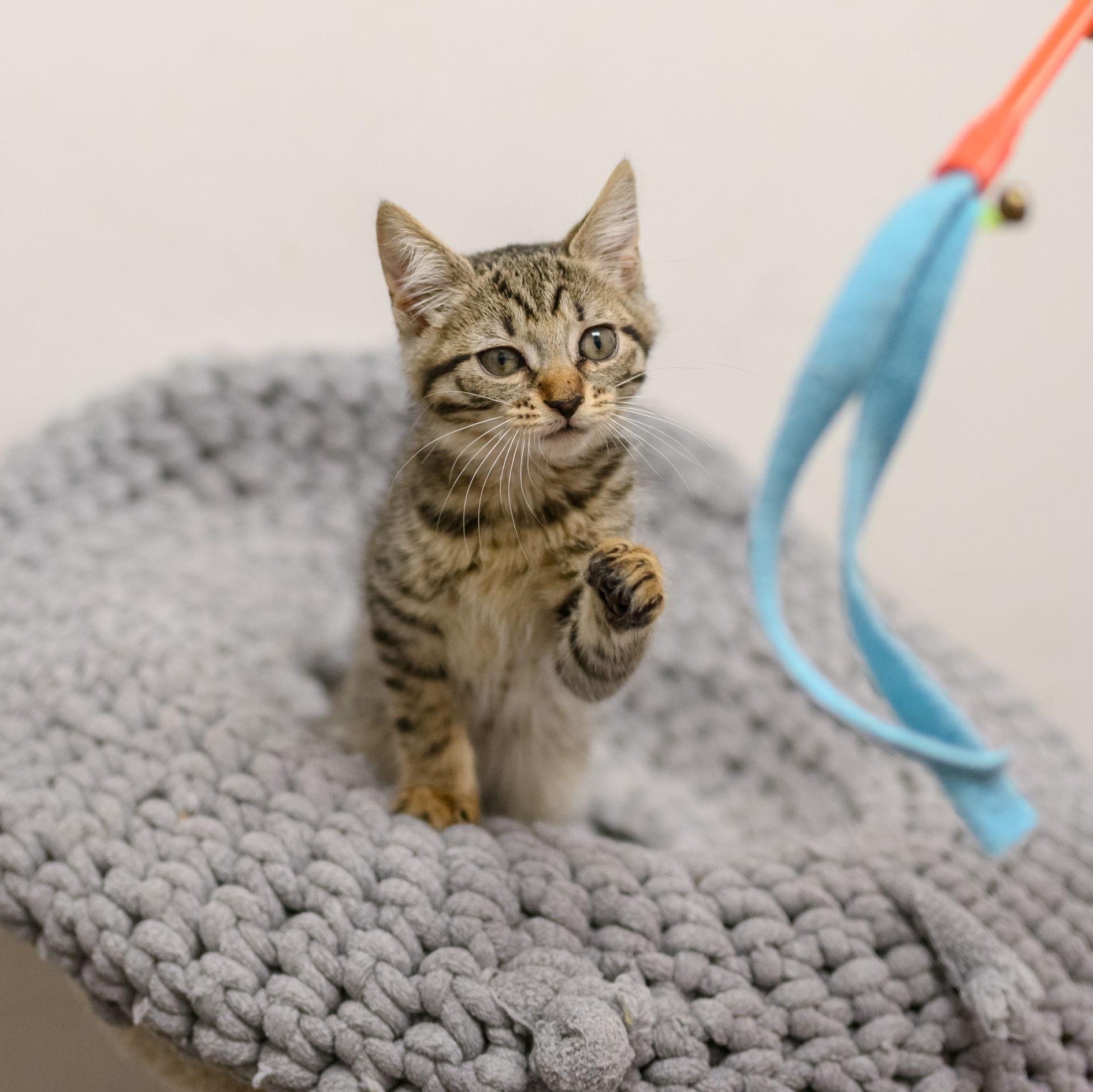 Enlarge SIMON, an adopted Tabby in Hamilton, NJ image 4/6