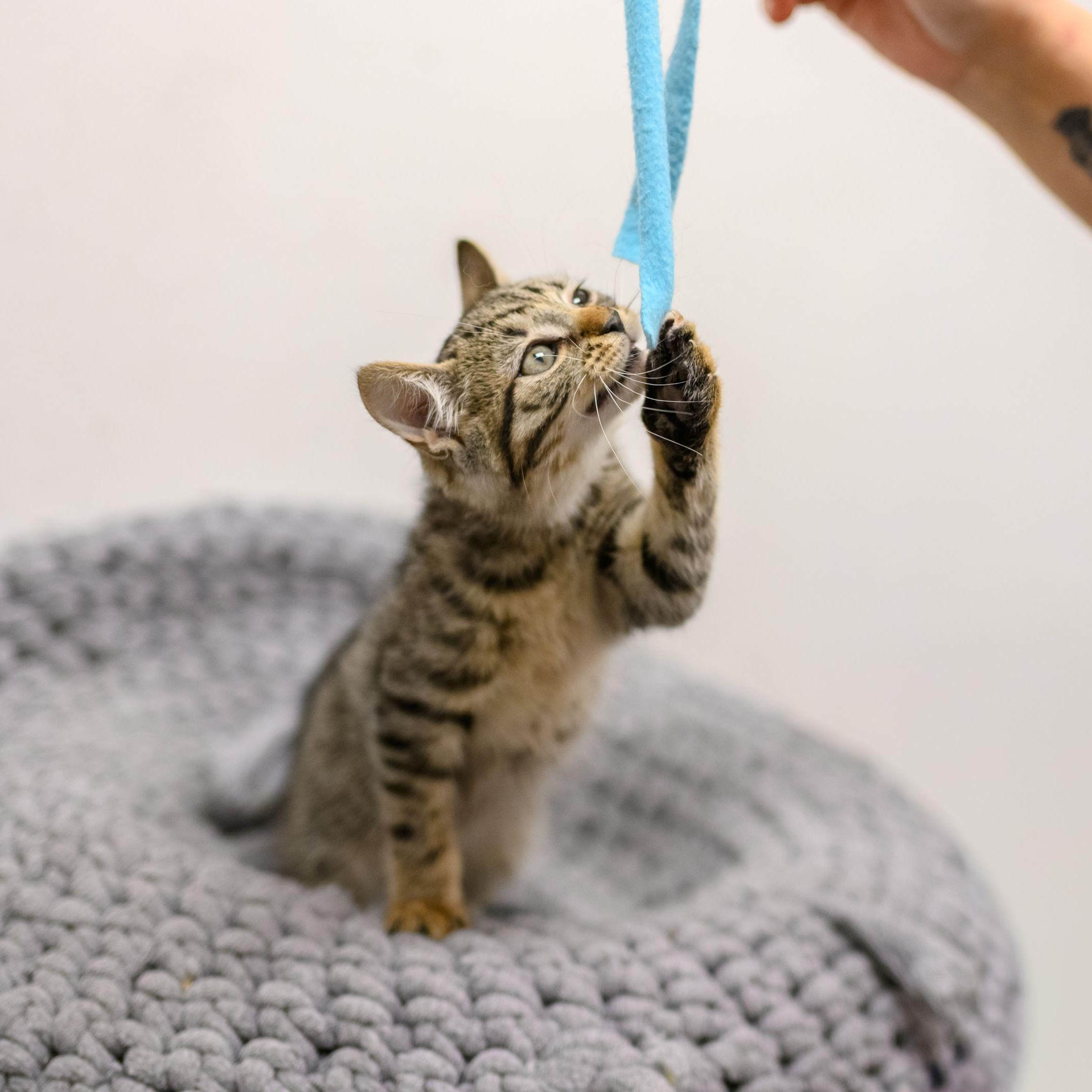 Enlarge SIMON, an adopted Tabby in Hamilton, NJ image 3/6