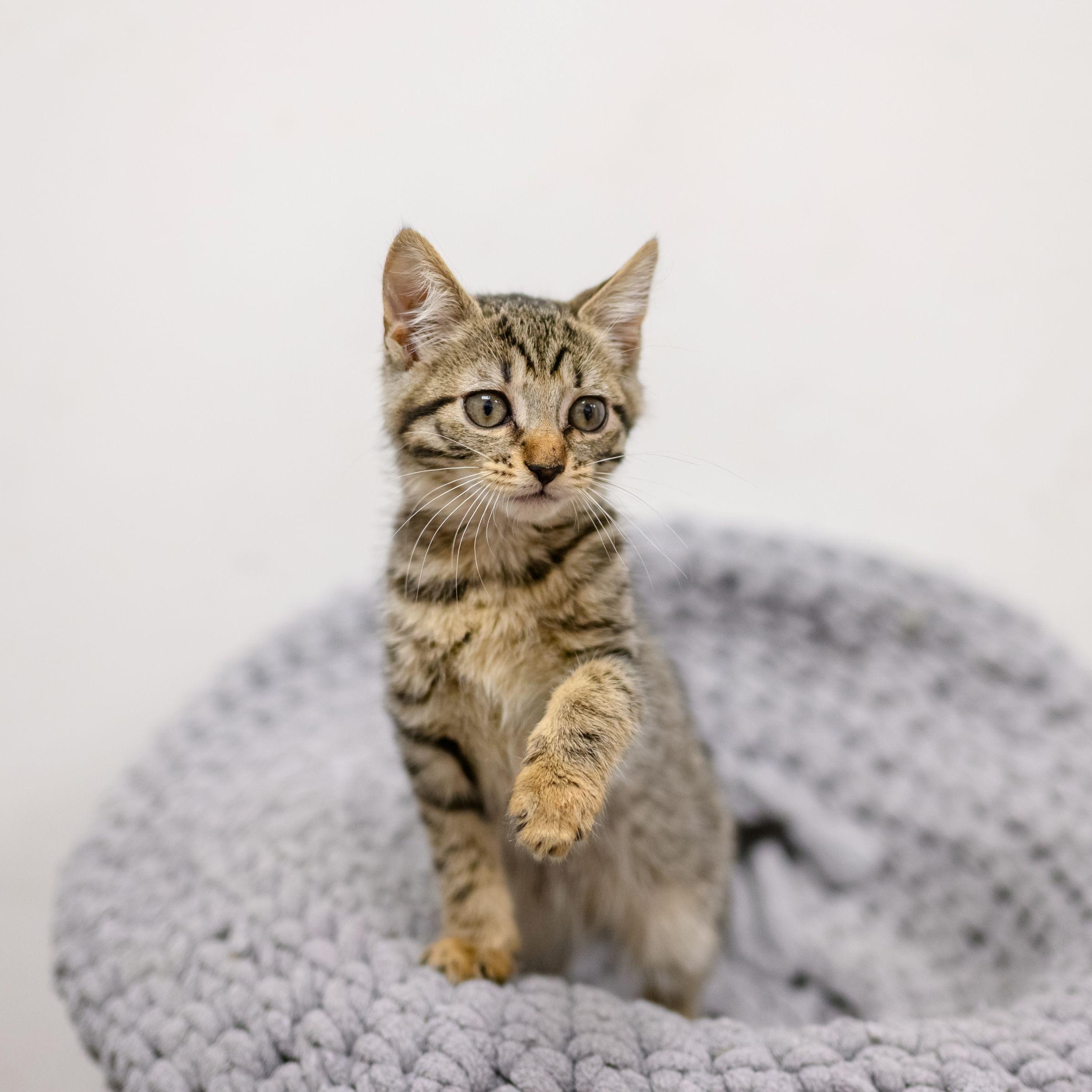 Enlarge SIMON, an adopted Tabby in Hamilton, NJ image 5/6