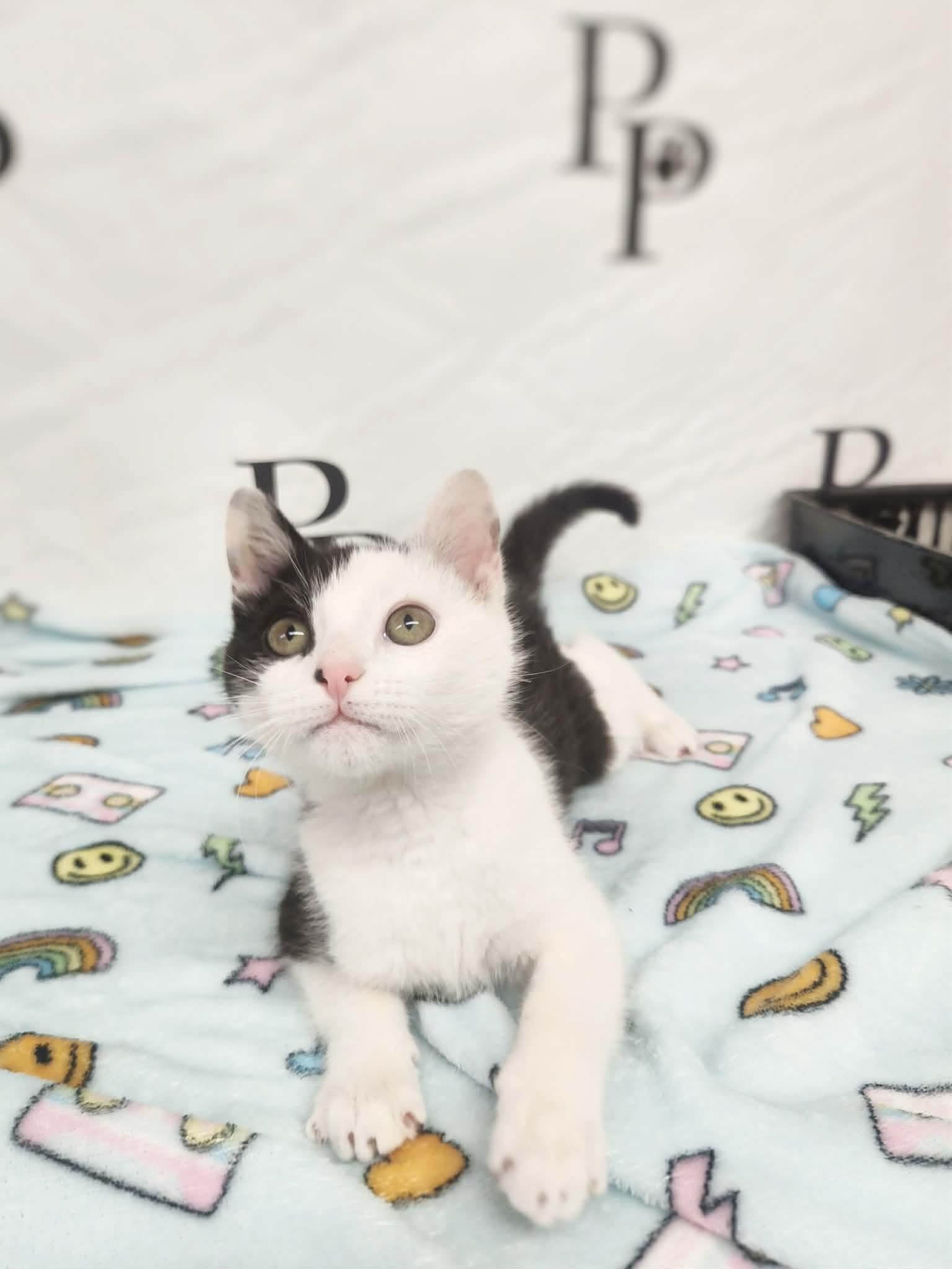 Doodle, Adoptable, Young Male Domestic Short Hair.