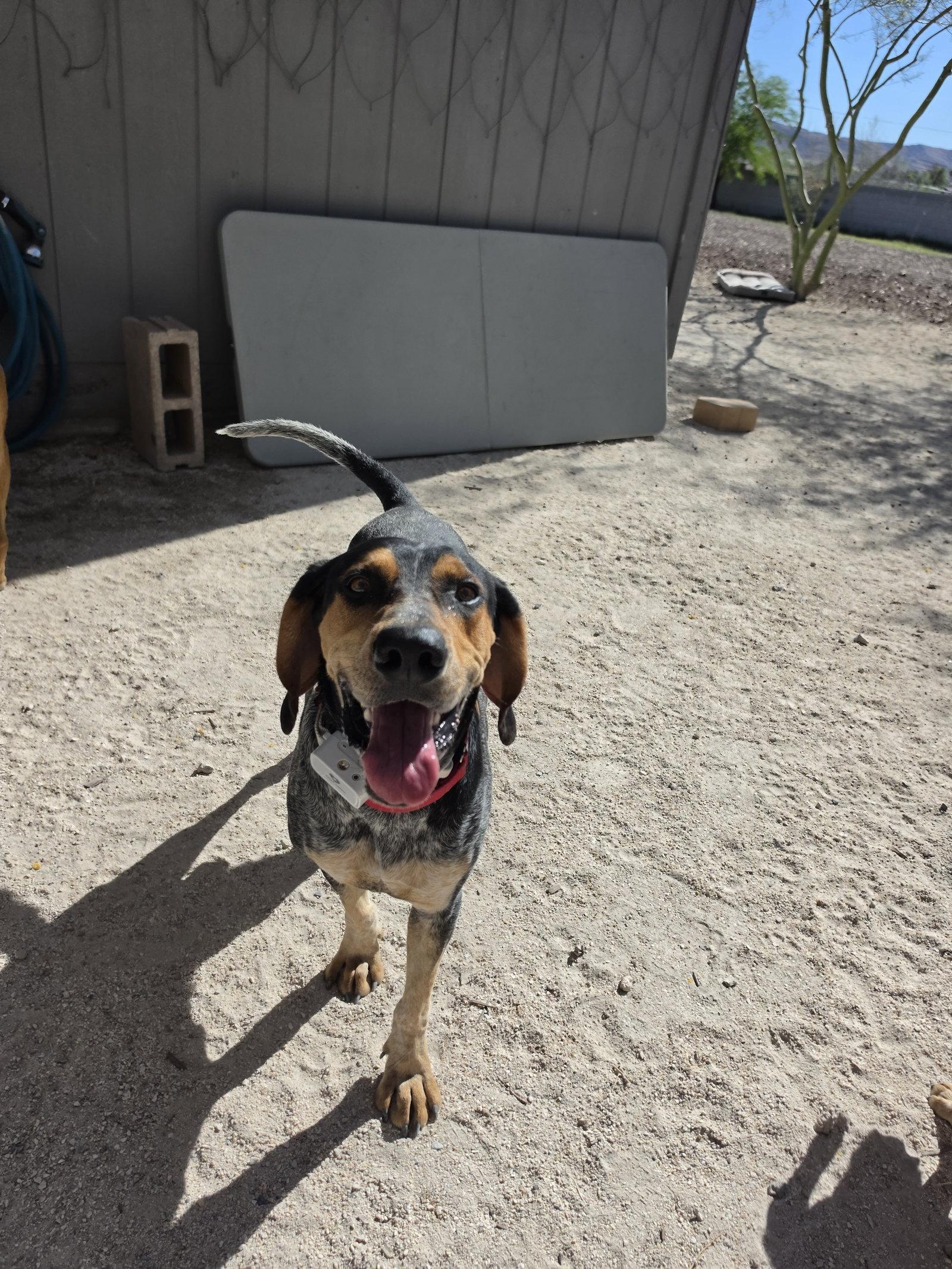 Rory, Adoptable, Young Male Coonhound.